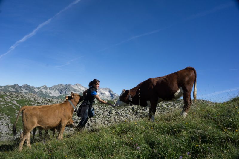2016 08 24 Alpage Des Rames Maurienne 73